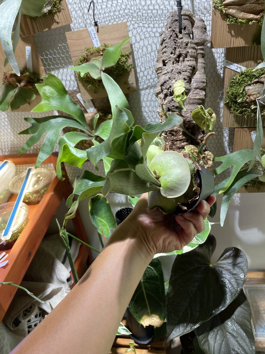 ヒリー麒麟 胞子培養株