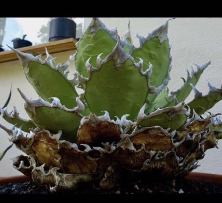 Agave oteroi FO-076 強棘 titanota チタノタ オテロイ カキコ Agave oteroi FO-076 強棘 titanota チタノタ オテロイ カキコ