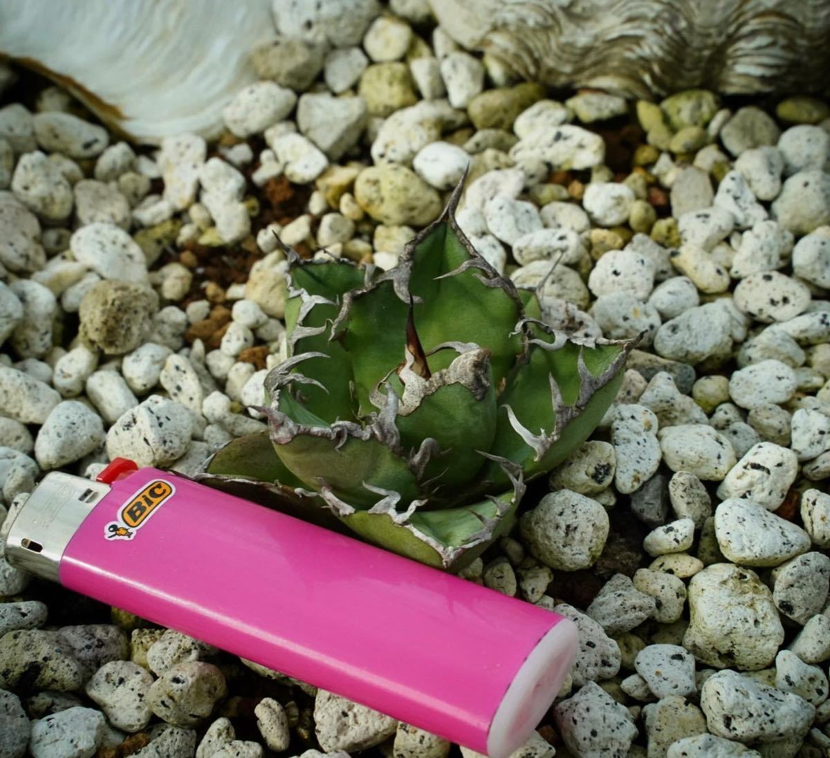 Agave oteroi FO-076 強棘 titanota チタノタ オテロイ カキコ Agave oteroi FO-076 強棘 titanota チタノタ オテロイ カキコ