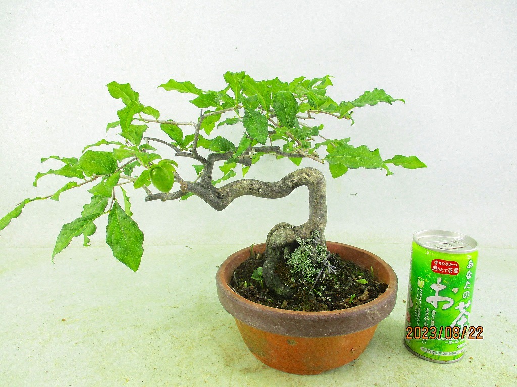 [讃岐屋緑兵衛] 老爺柿 実付 (8876駄温鉢)全高：23㎝※同梱包は「まとめて取引」手続厳守※送料明記