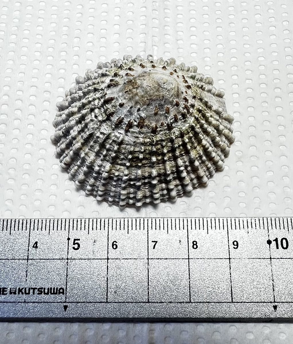 天然 貝殻 置物 小笠原父島 カサガイ 1個 天然記念物 /小笠原/父島/貝殻/貝/標本/化石(科学、自然