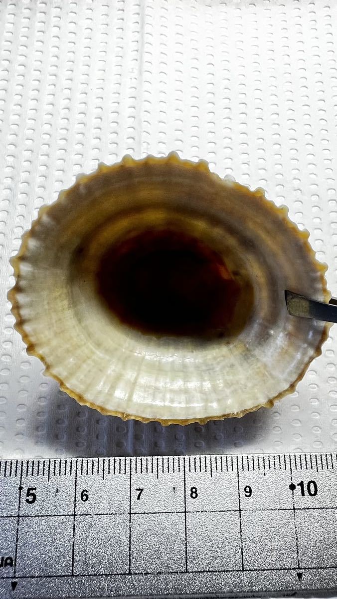 カサガイ 1個 天然記念物 /小笠原/父島/貝殻/貝/標本/化石(科学、自然