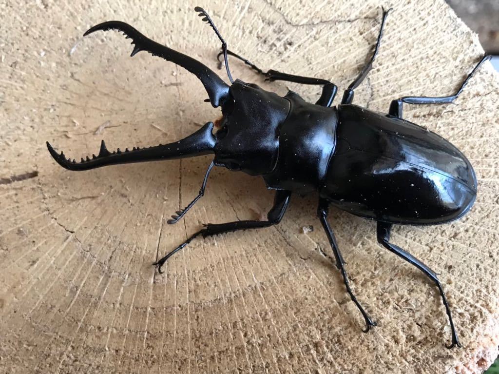 ダイスケギラファ　ギラファノコギリ　成虫ペア　No.87