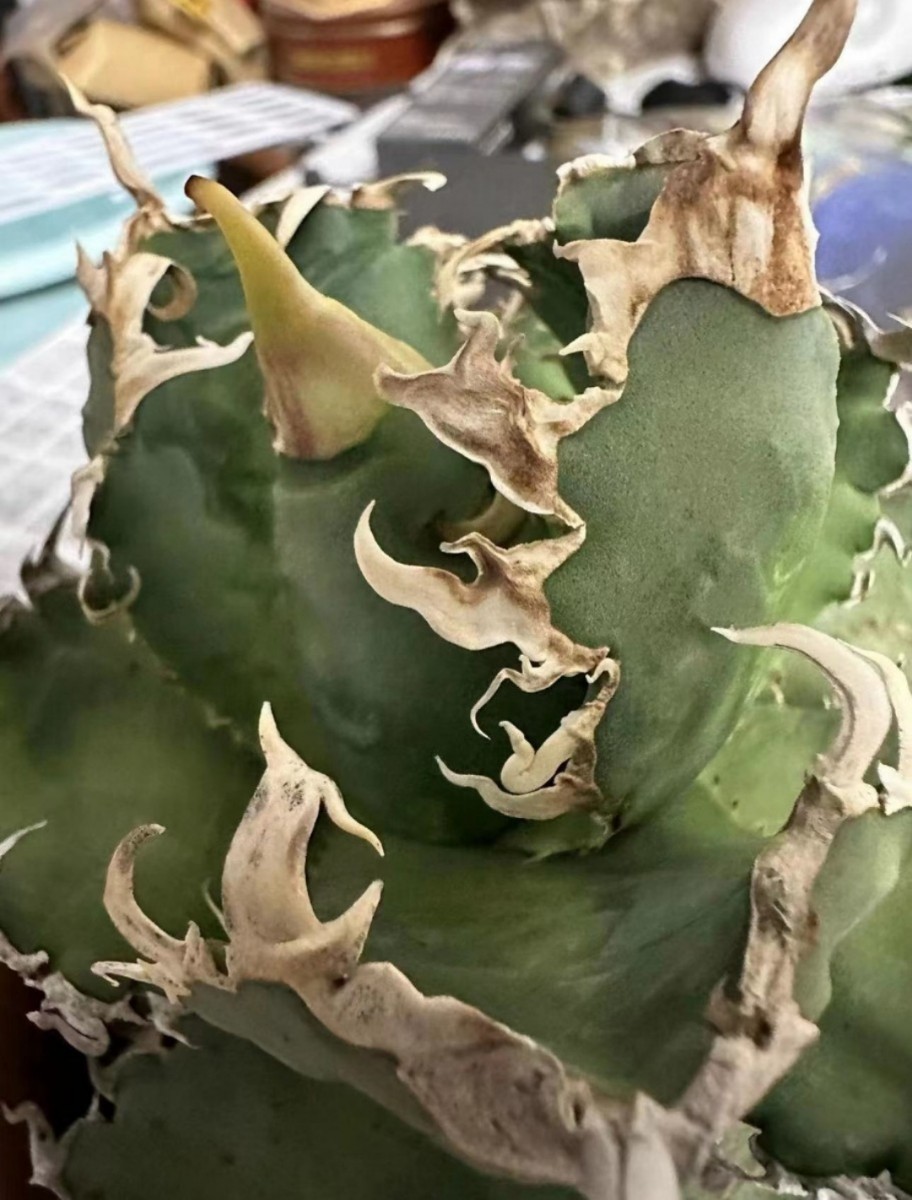 チタノタ ゴジラ GODZILLA 子株 【公式通販】