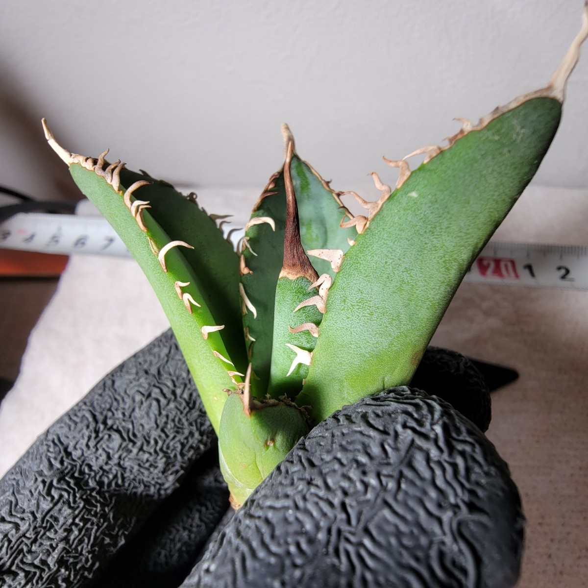 GODZILLA/台湾ゴジラ】GD824-1 アガベ チタノタ 子株（検索）オテロイ