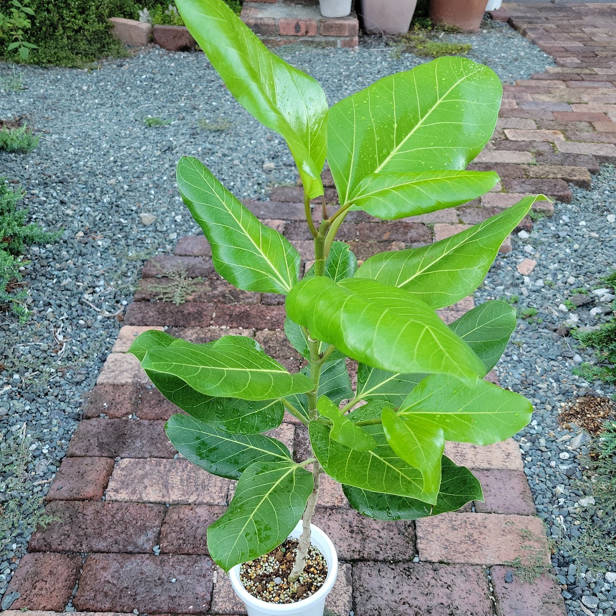 フィカス　ティーダ（ディーダ）１鉢　希少　レア　観葉植物　ゴムの木
