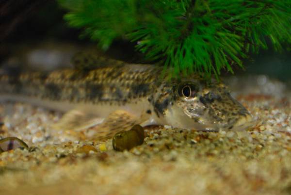 カマツカ １２ｃｍ １５ｃｍ ５匹 兵庫県 川魚 売買されたオークション情報 Yahooの商品情報をアーカイブ公開 オークファン Aucfan Com