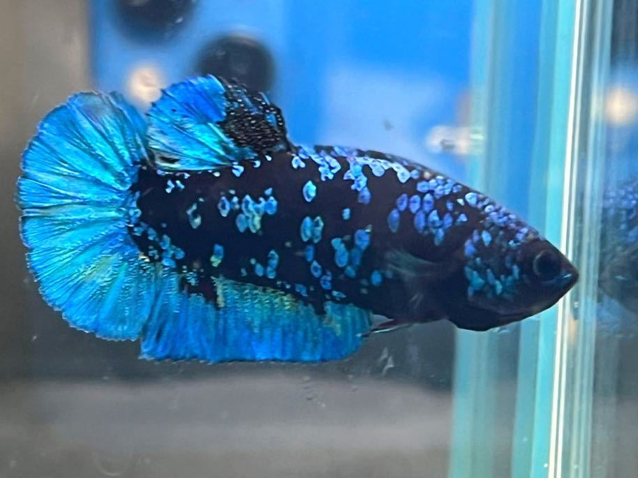 ★逸品★ベタ　313 ブラックブルー　ネビューラ　ギャラクシー　4 cm メス 卵抱く　★死着保証