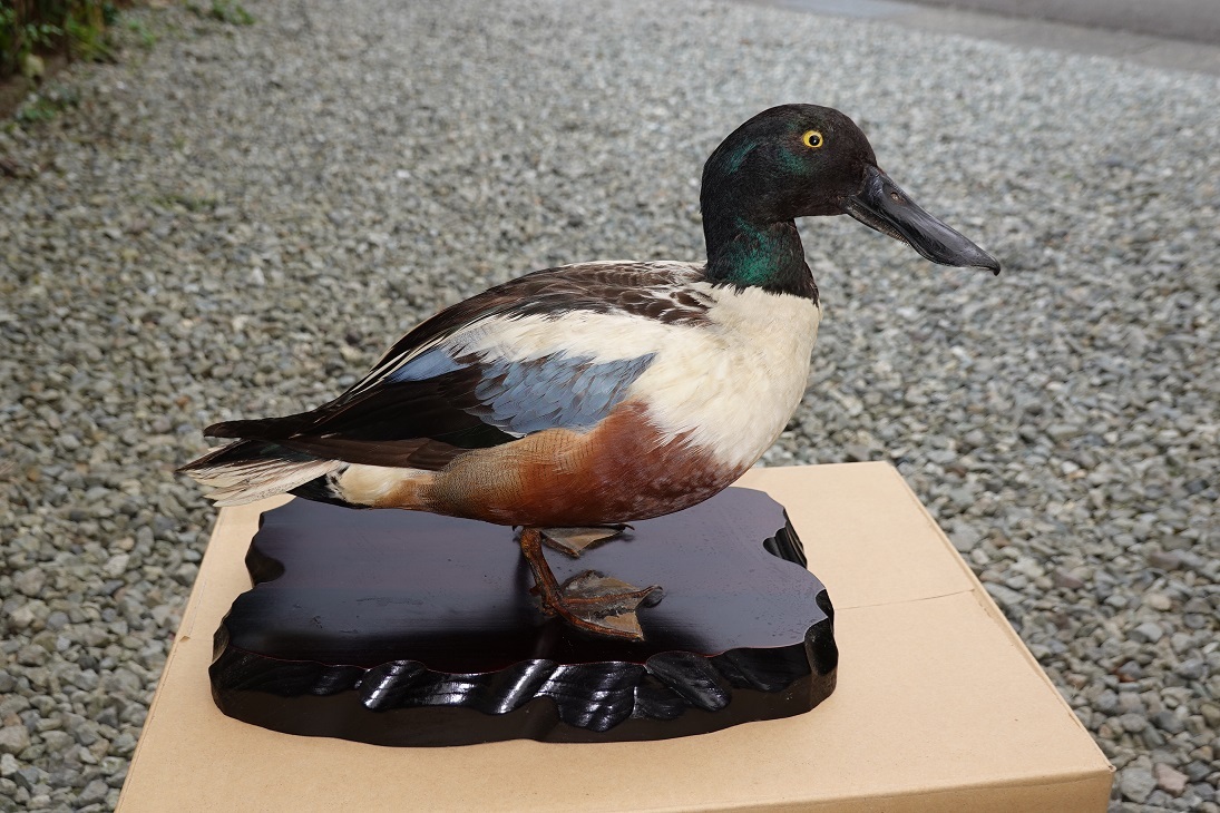ハシビロガモ カモ 野鳥 鳥 剥製 はくせい （バードカービング デコイ