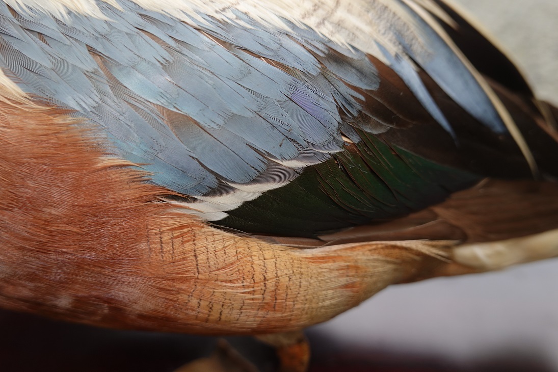 ハシビロガモ カモ 野鳥 鳥 剥製 はくせい （バードカービング デコイ