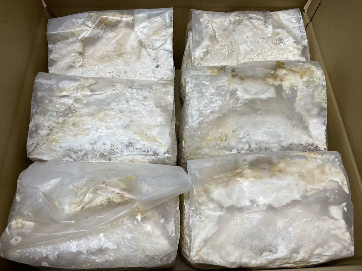 【PARTNER】※訳あり品・送料込み（チルドオプションなし）※ カワラ菌糸ブロック 2500cc 6個②