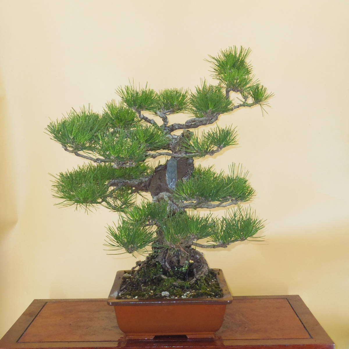 盆栽屋大和】真柏 大品盆栽 取りに来れる方大歓迎 自社配送も可展示品