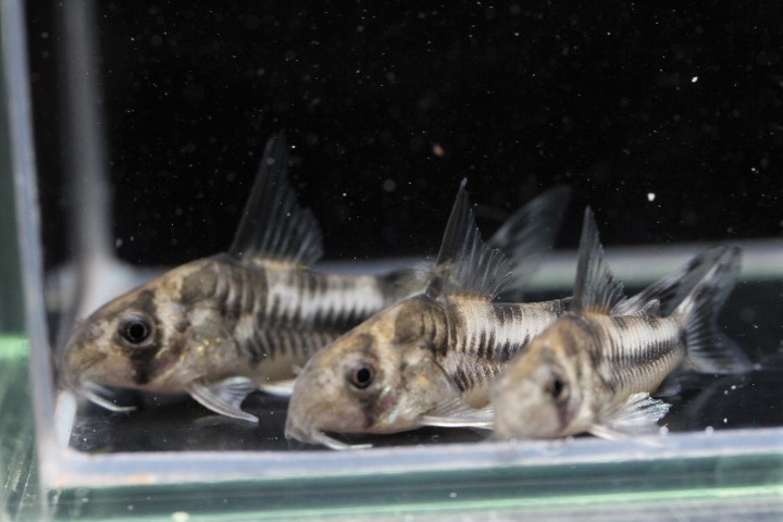 【JET】コリドラス　ボエセマニー　スリナム原産の珍コリ！2023年生まれの約37，40，42ｍｍ　3匹