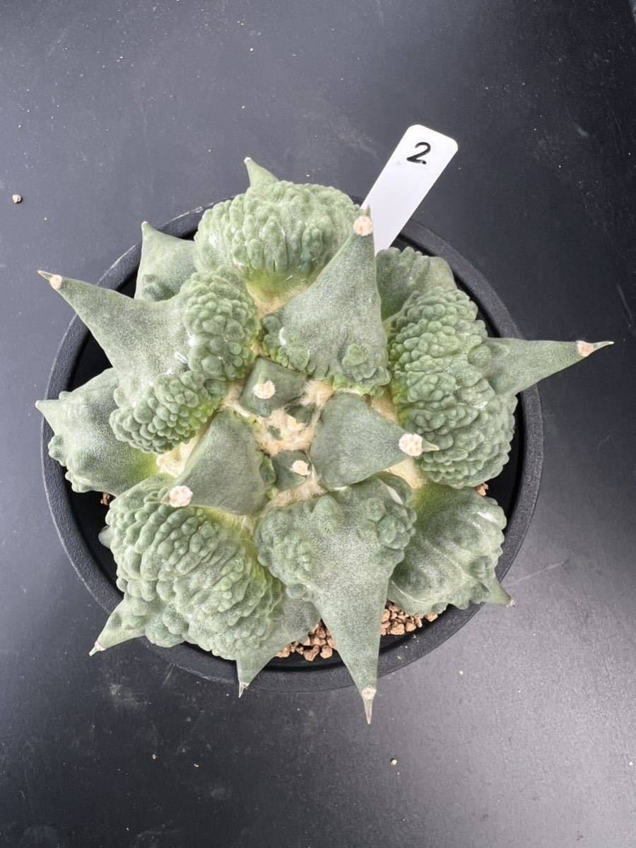 2 サボテン 花牡丹 モンストローサ カリフラワー 牡丹 （接おろし・自