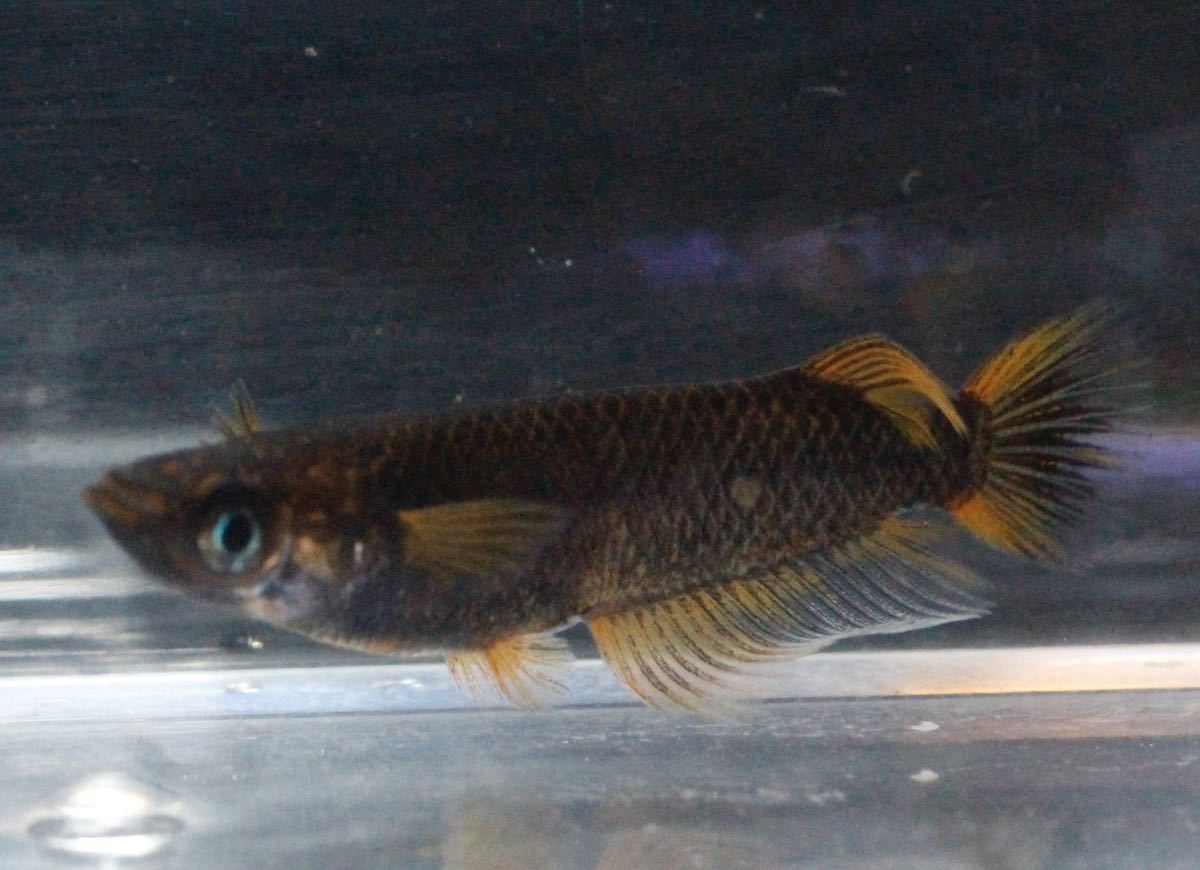 メダカ | メダカ稚魚10匹＋(保証2匹付 GODめだか 五式タイプR めだか 