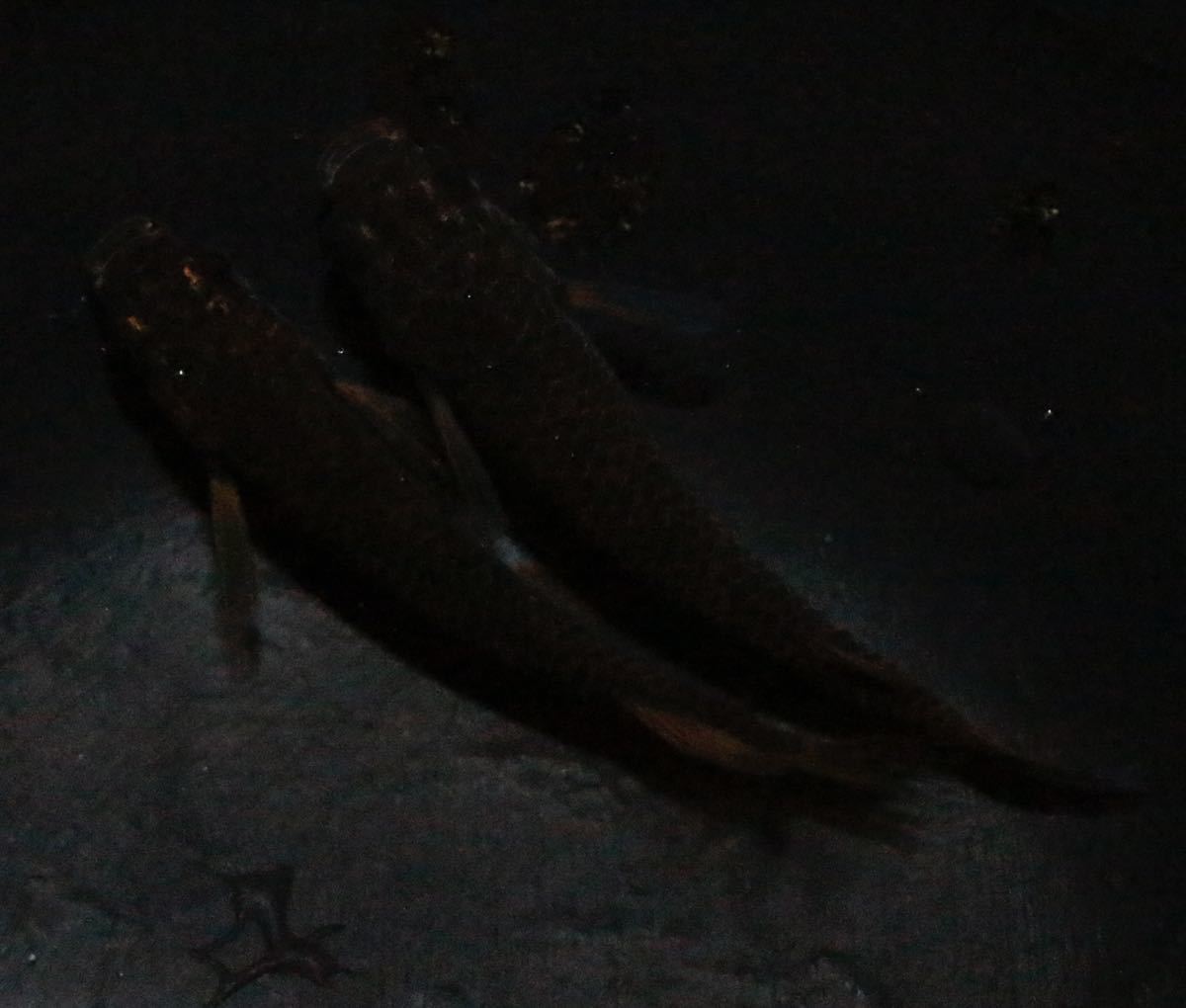 メダカ | メダカ稚魚10匹＋(保証2匹付 GODめだか 五式タイプR めだか 