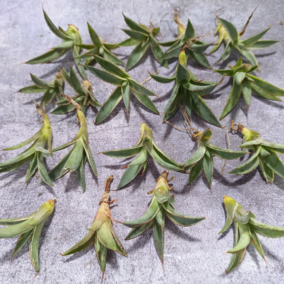 R-459 多肉植物 アガベ バーントバーガンディ 錦 極上19株