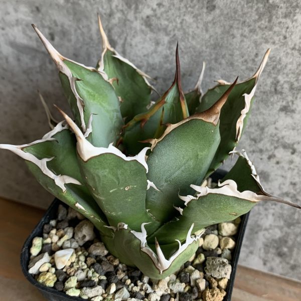 IR1622】【極上高級株！イラン産◇アガベ チタノタ ペルシアン