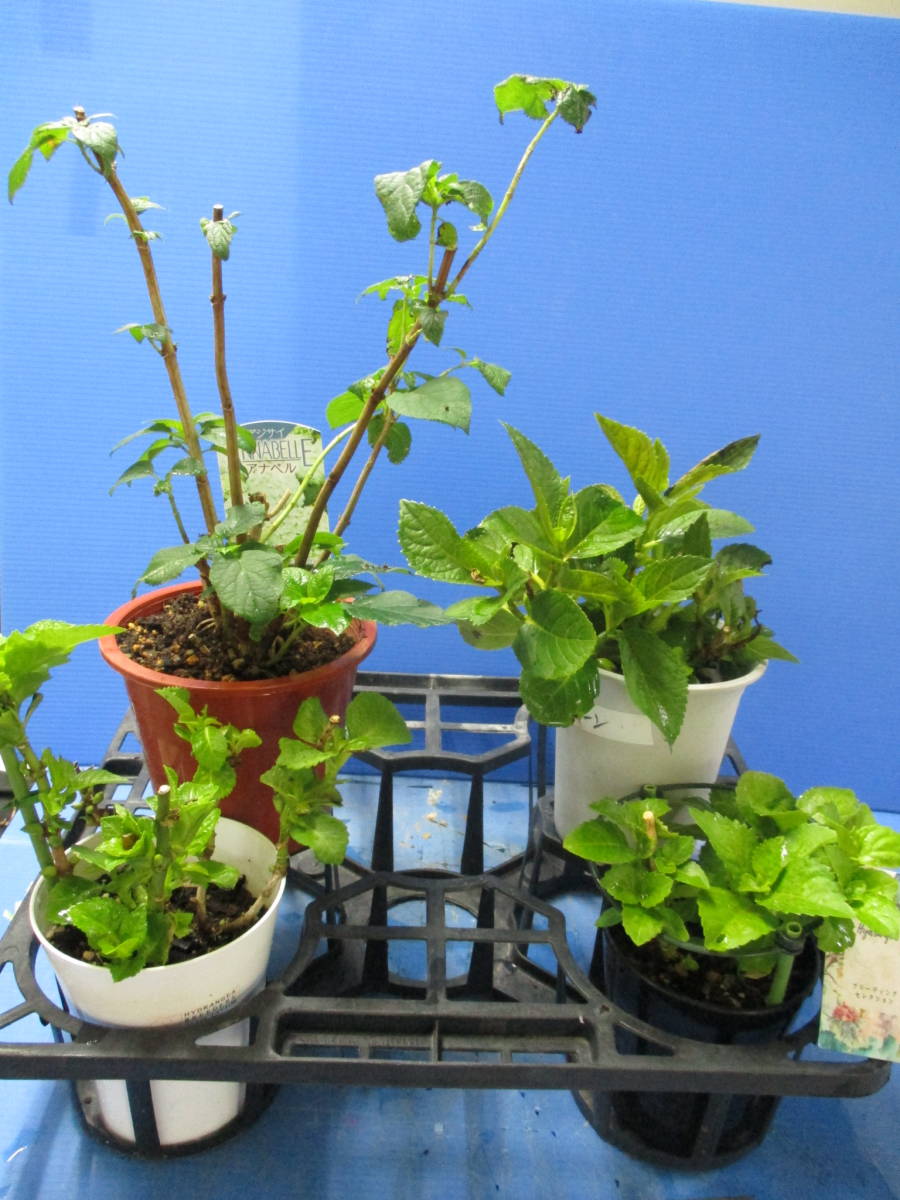 最終♪在庫整理☆彡お楽しみアジサイ４種　B