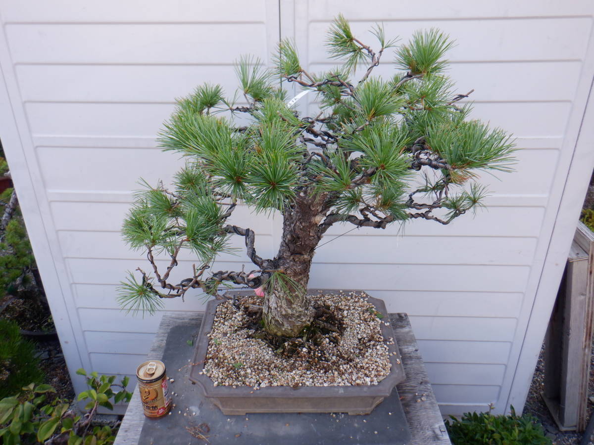 BONSAIクラブ　★四国五葉松（50㎝・山採り・樹齢60年）★M-8