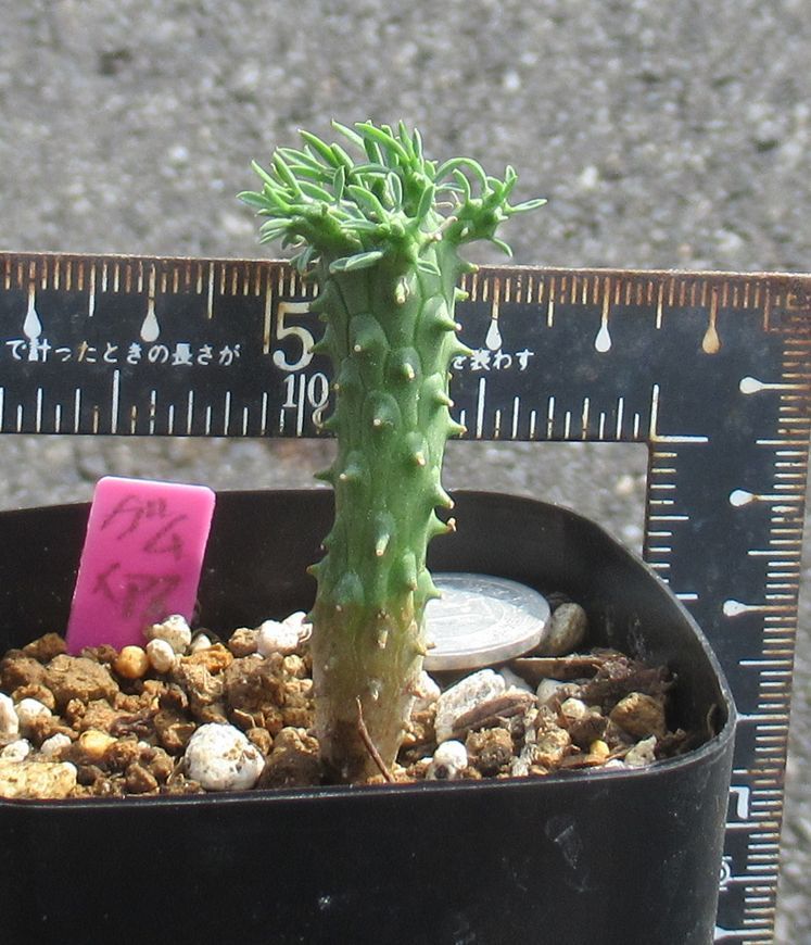 ユーフォルビア ハイブリッド Euphorbia ガムケンシス✖️アストロ
