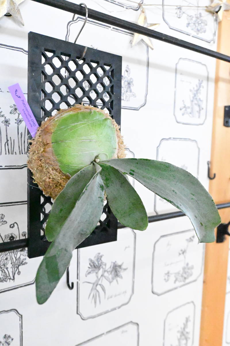 P.OMO ＠ビカ森wife 板付品 オモ ビカクシダ