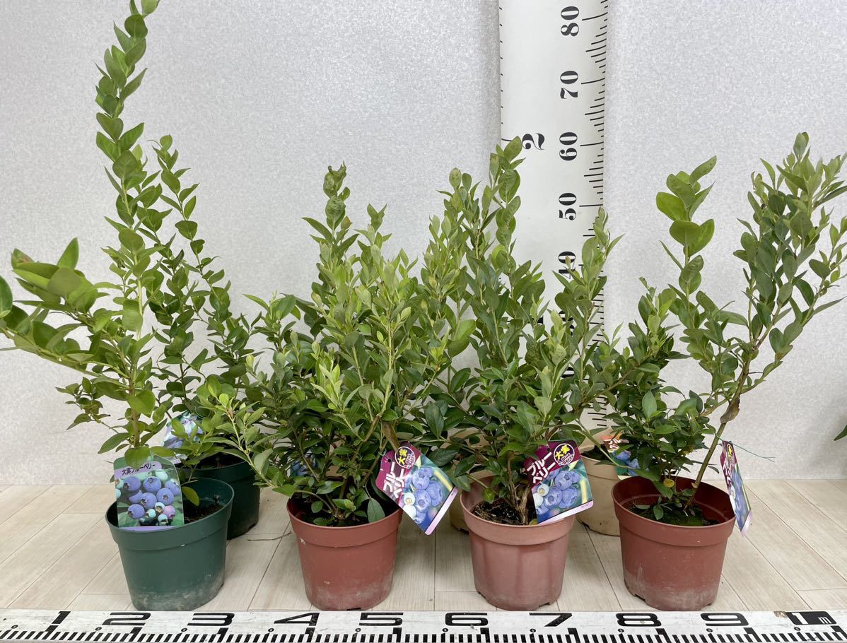 大得価，お買い得】 【ブルーベリー苗 S．ハイブッシュ系 MIX 5号 8鉢