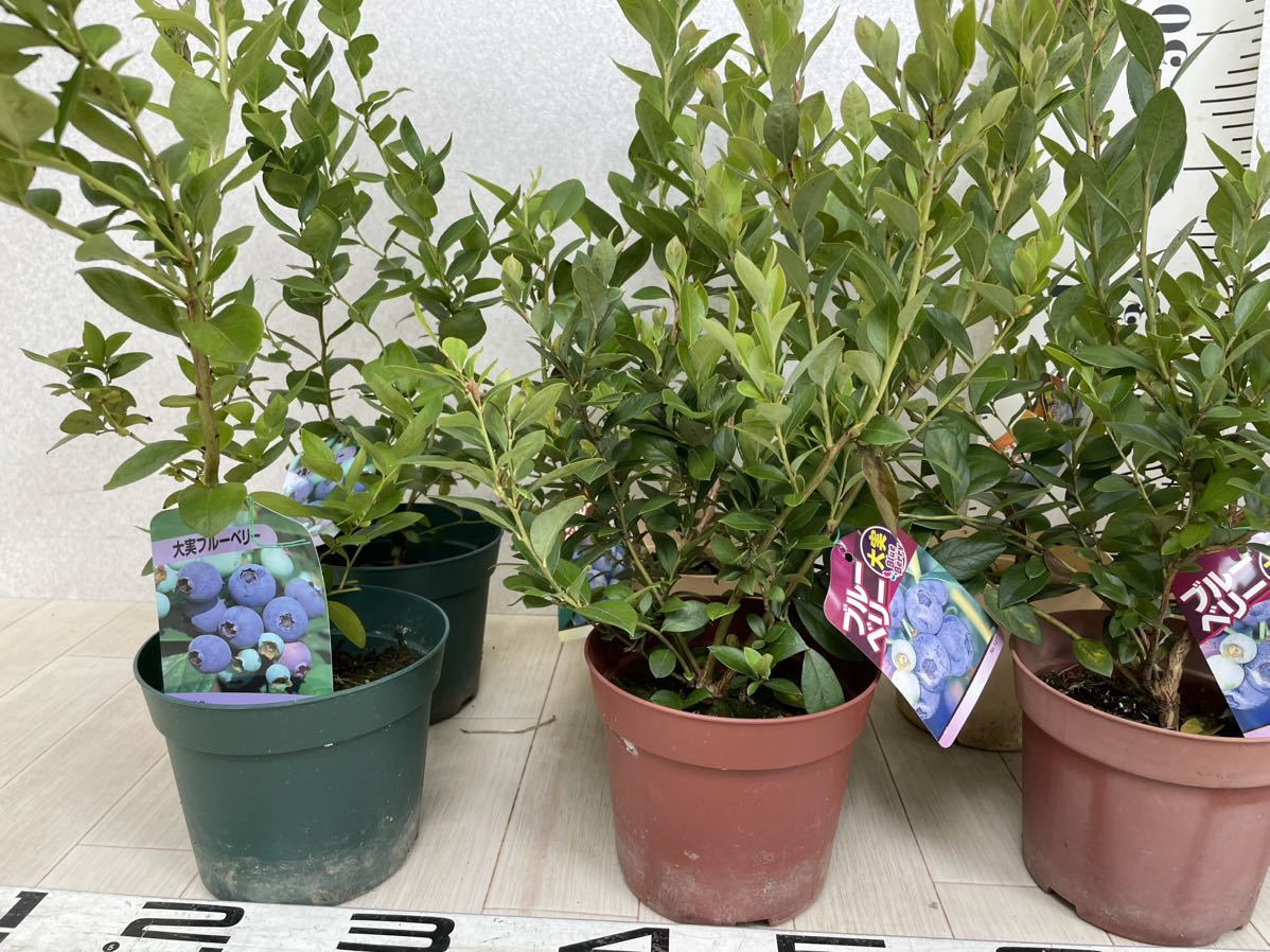 大得価，お買い得】 【ブルーベリー苗 S．ハイブッシュ系 MIX 5号 8鉢