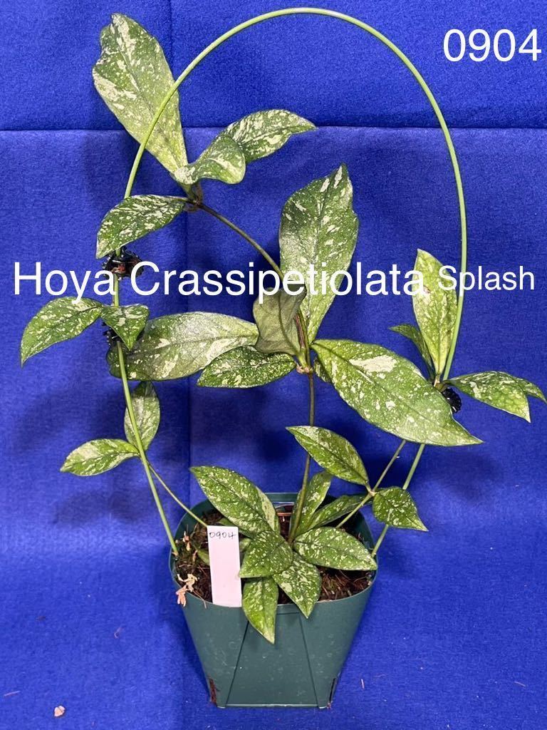 0904 ホヤ ＊斑入り ＊ hoya ＊ クラシペティオラータ スプラッシュ 