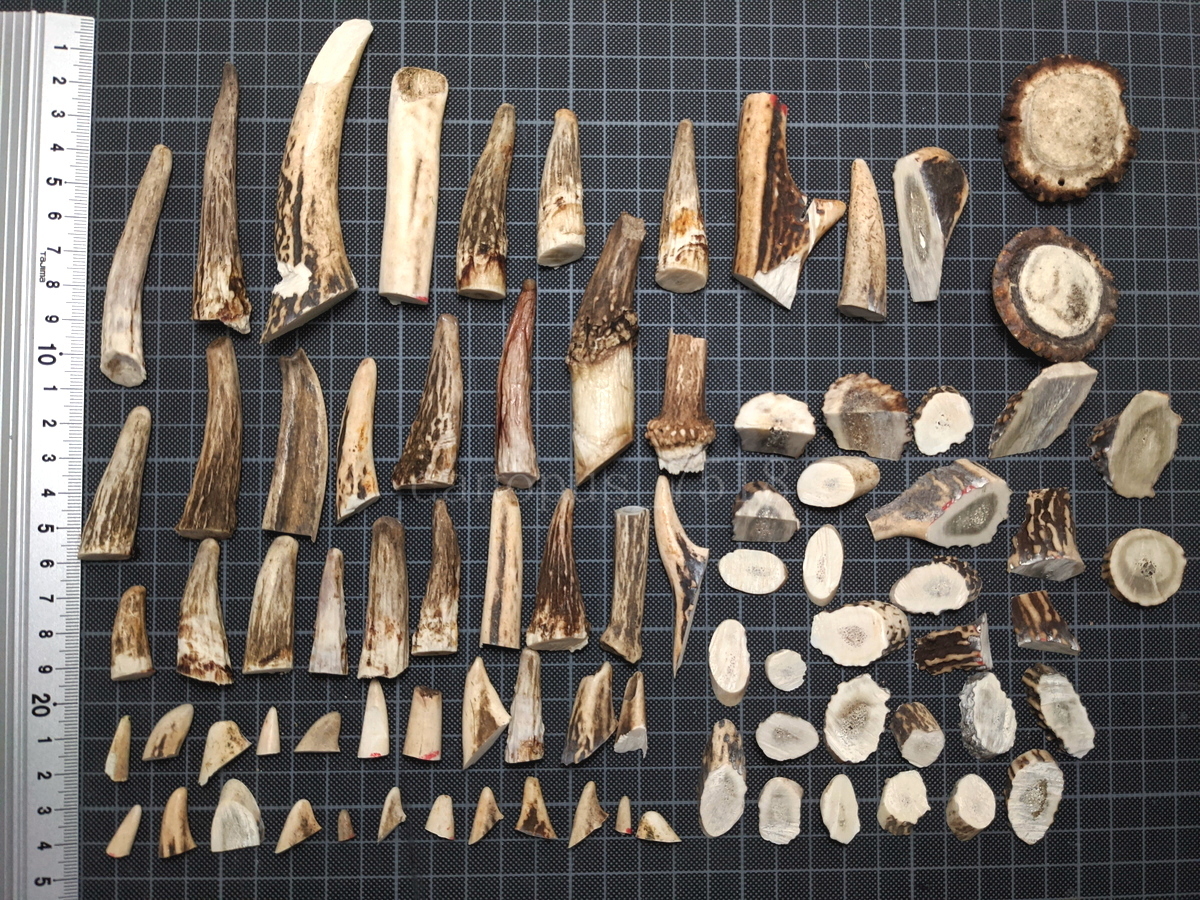 鹿の角 切れ端等 82個 約1～9cm 鹿角 シカ 角 つの ツノ ハンドメイド 工作