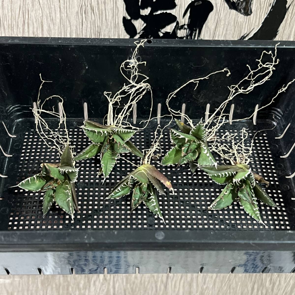 龍園觀】No.234 特選 アガベ 多肉植物 凱撒'SUPER CAESAR' シーザー 強