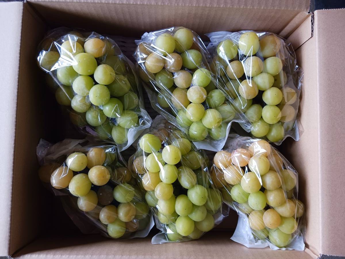 ａ★訳あり・送料込・朝採り・生産者直送『シャインマスカット(６～８房)愛媛県内子産』３Kg以上★