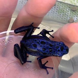 コバルトヤドクガエル B