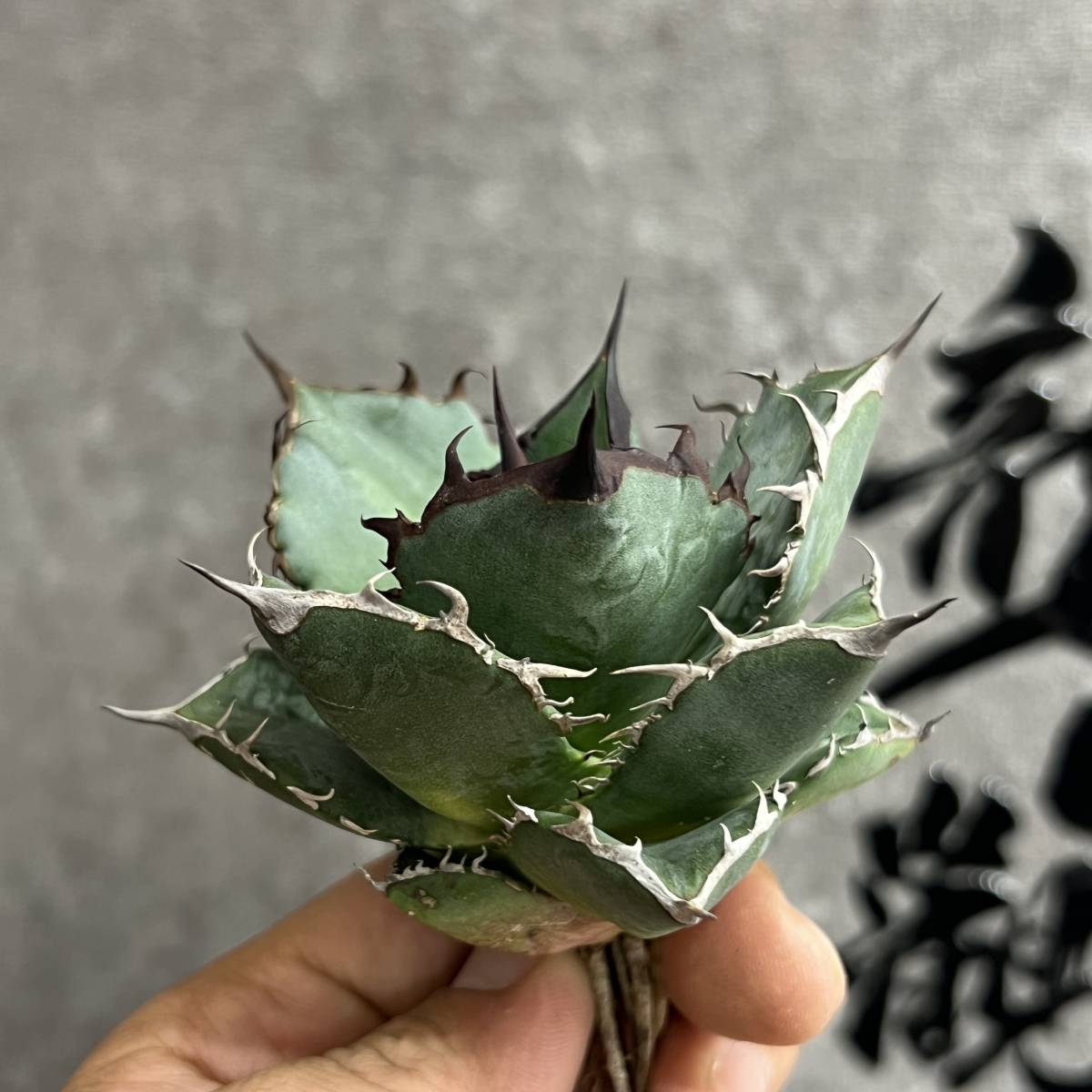  龍園觀 ①No.37 特選 アガベ 多肉植物 チタノタ 黑鷹 &lsquo;Blackhawk&rsquo; 強棘 極上株(アガベ)｜売買されたオークション情報、yahooの商品情報をアーカイブ公開 - オークファン アガベ