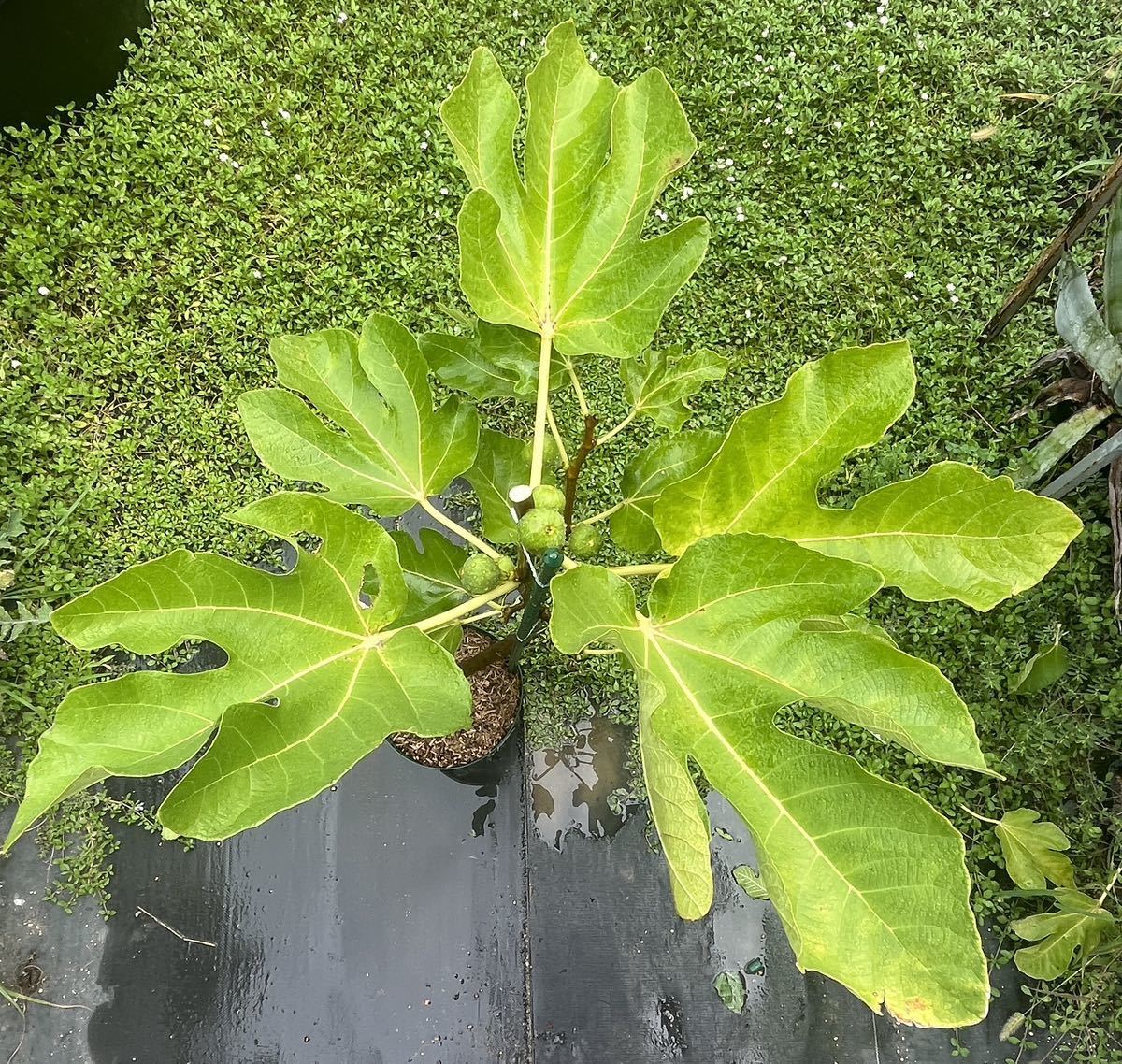 【イチジク苗木】ヴェルディーノ・デル・ノルド（Verdino del Nord Ver.TS）優しくて濃い甘さがとても美味しい白イチジク。６号鉢に活着済