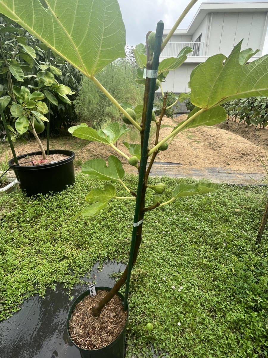 【イチジク苗木】ヴェルディーノ・デル・ノルド（Verdino del Nord Ver.TS）優しくて濃い甘さがとても美味しい白イチジク。６号鉢に活着済