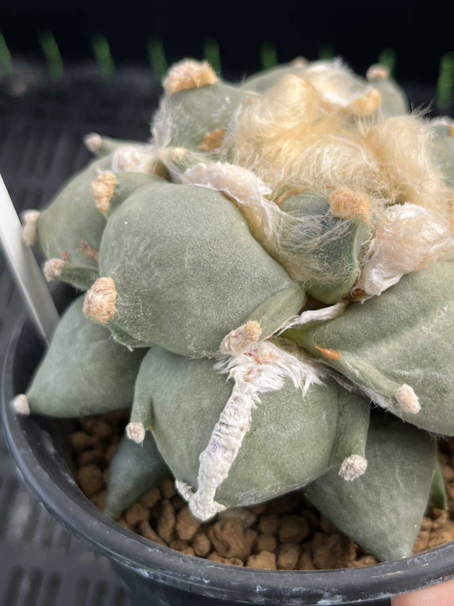 サボテン　花牡丹 (シワ疣)　実生 サボテン 花牡丹 (シワ疣) 実生 - メルカリ