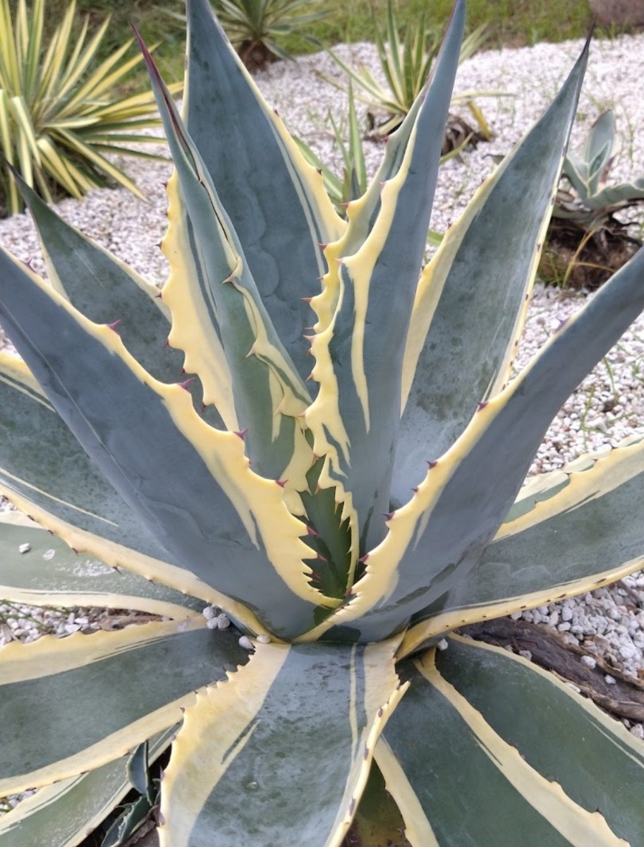 アガベ マシュマロクリーム　marshmallow cream　子株☆　美斑！良質◎　マショマロクリーム