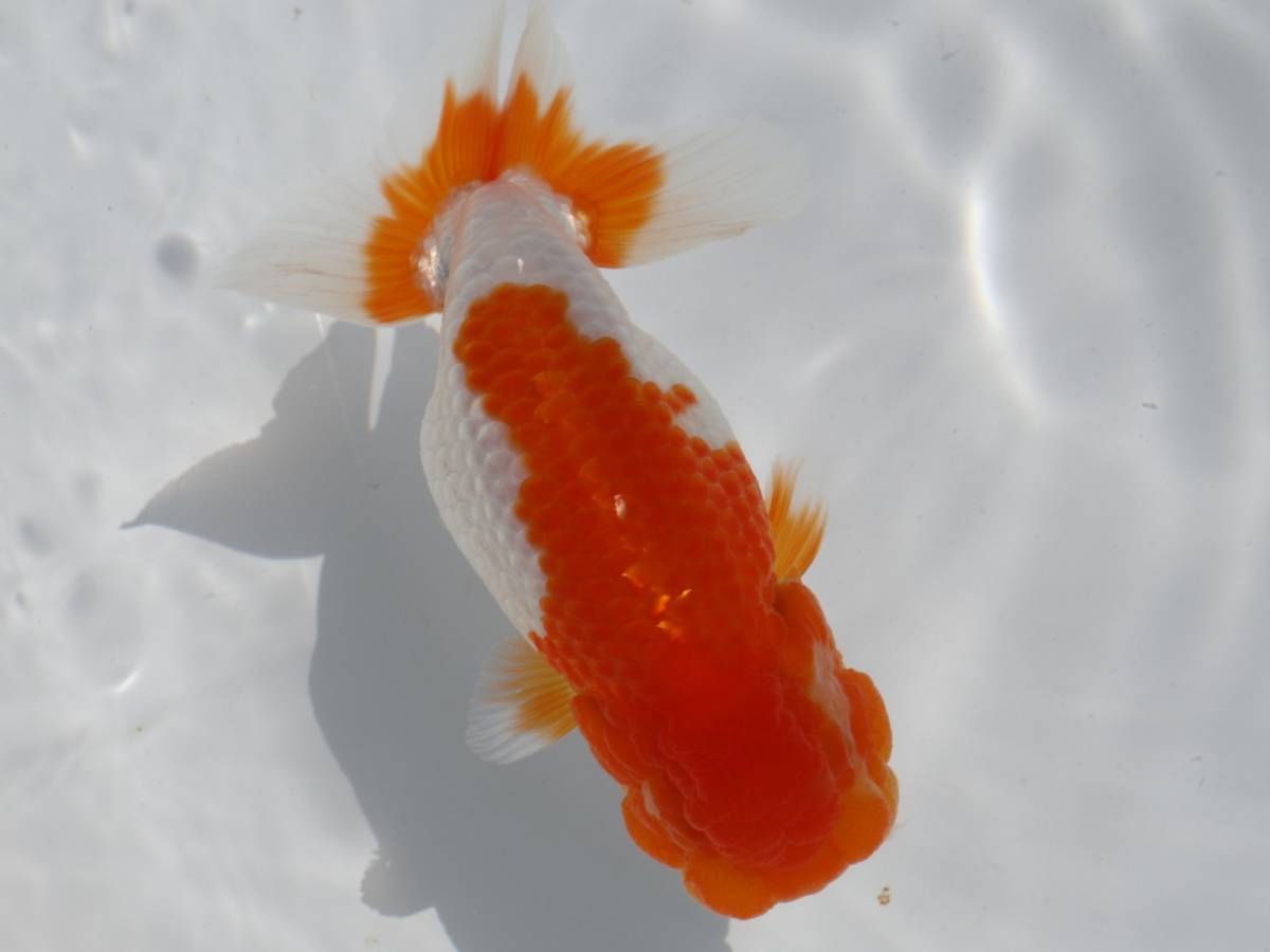 【播磨らんちゅう第二養魚】　弐歳魚 【NO.２３８４】　