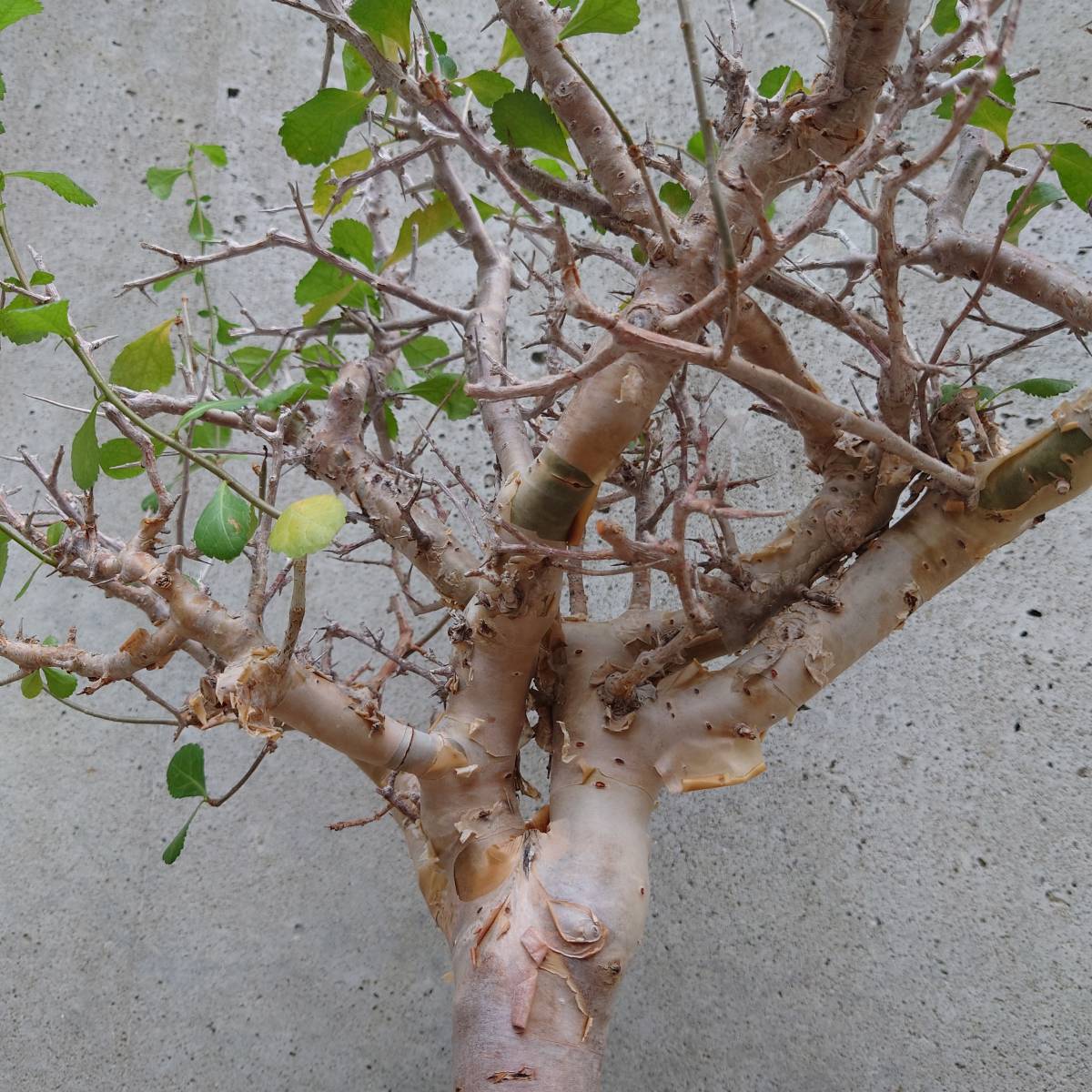 コミフォラ　ワイティー　commiphora　wightii 極太ワイルド株　【発根済み株 コレクション株】塊根植物　コーデックス