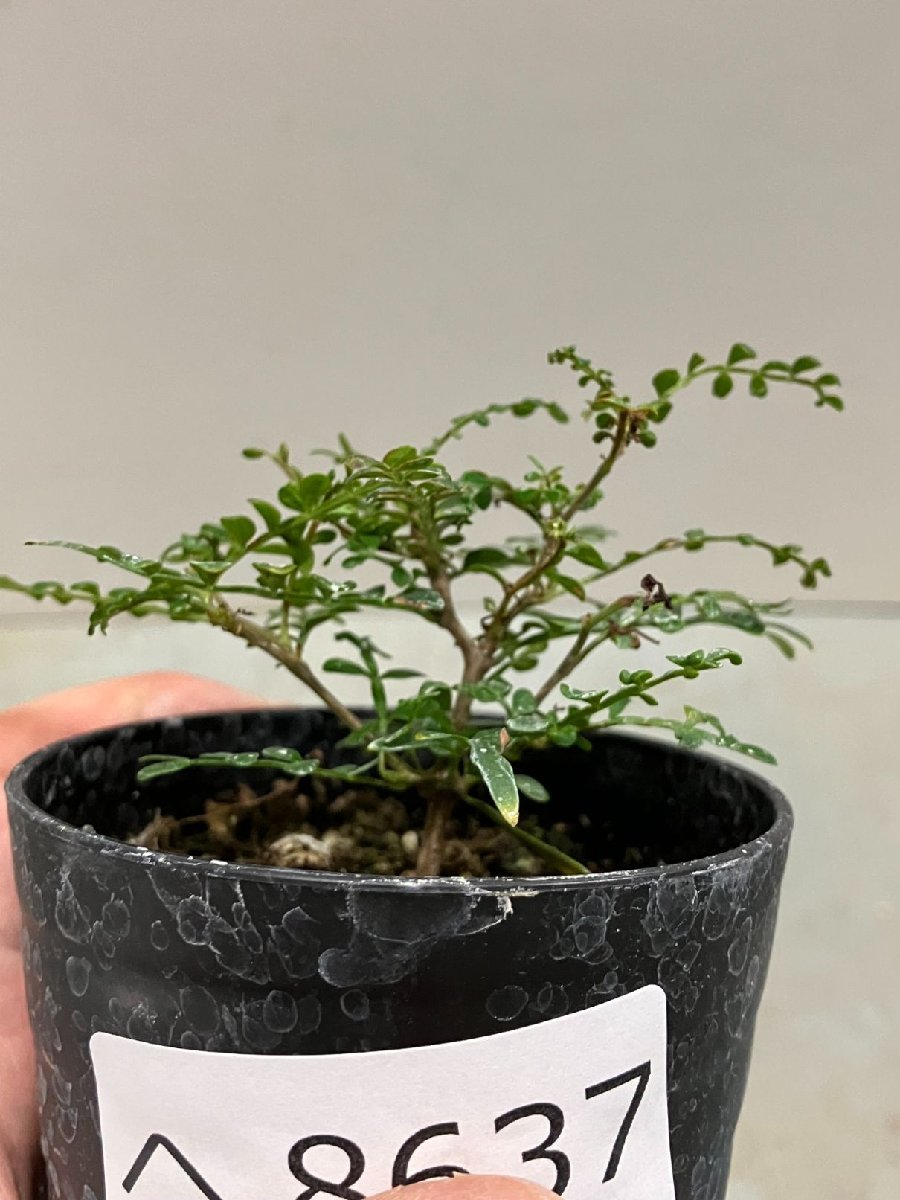 塊根植物 オペルクリカリア パキプス実生 fit=scale-down,w=1200