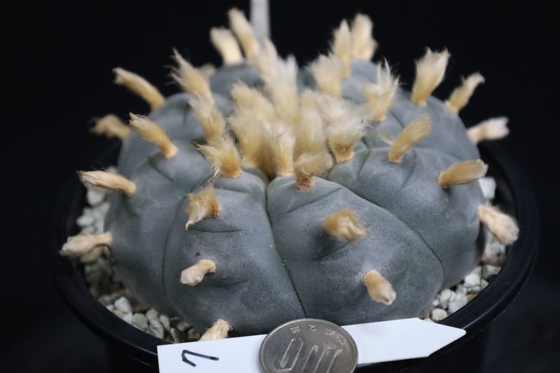 7・大型烏羽玉（螺旋系）・サボテン