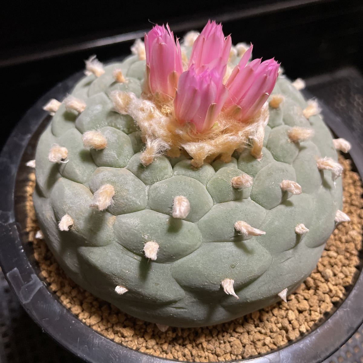 サボテン　疣銀冠玉　実生大株　ロホホラ　多肉植物 