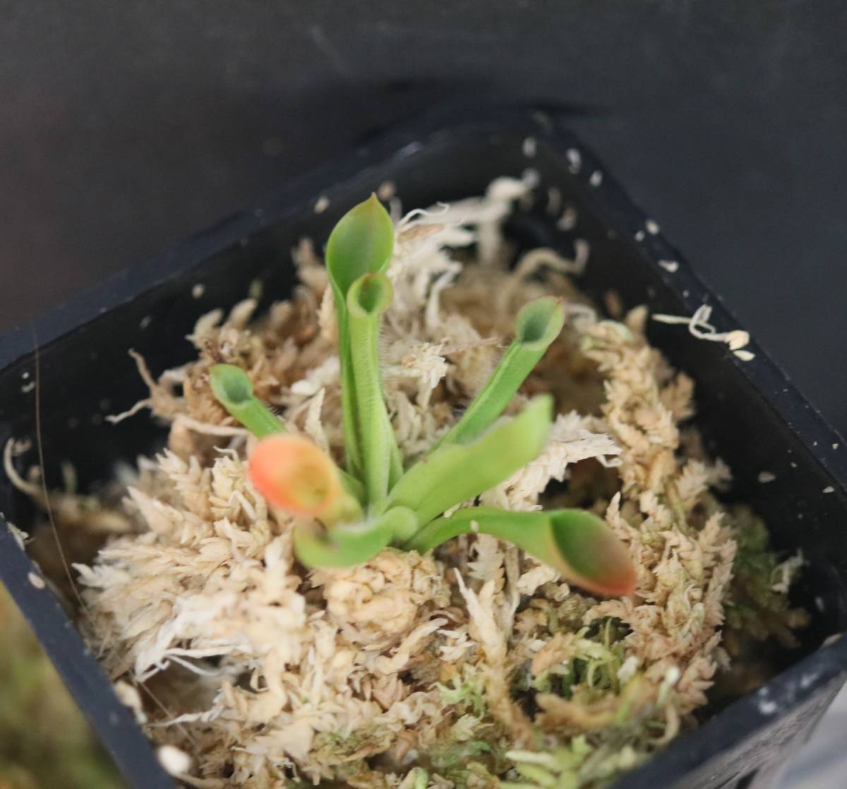 △△△△Heliamphora minor ”pilosa” ヘリアンフォラ 食虫植物