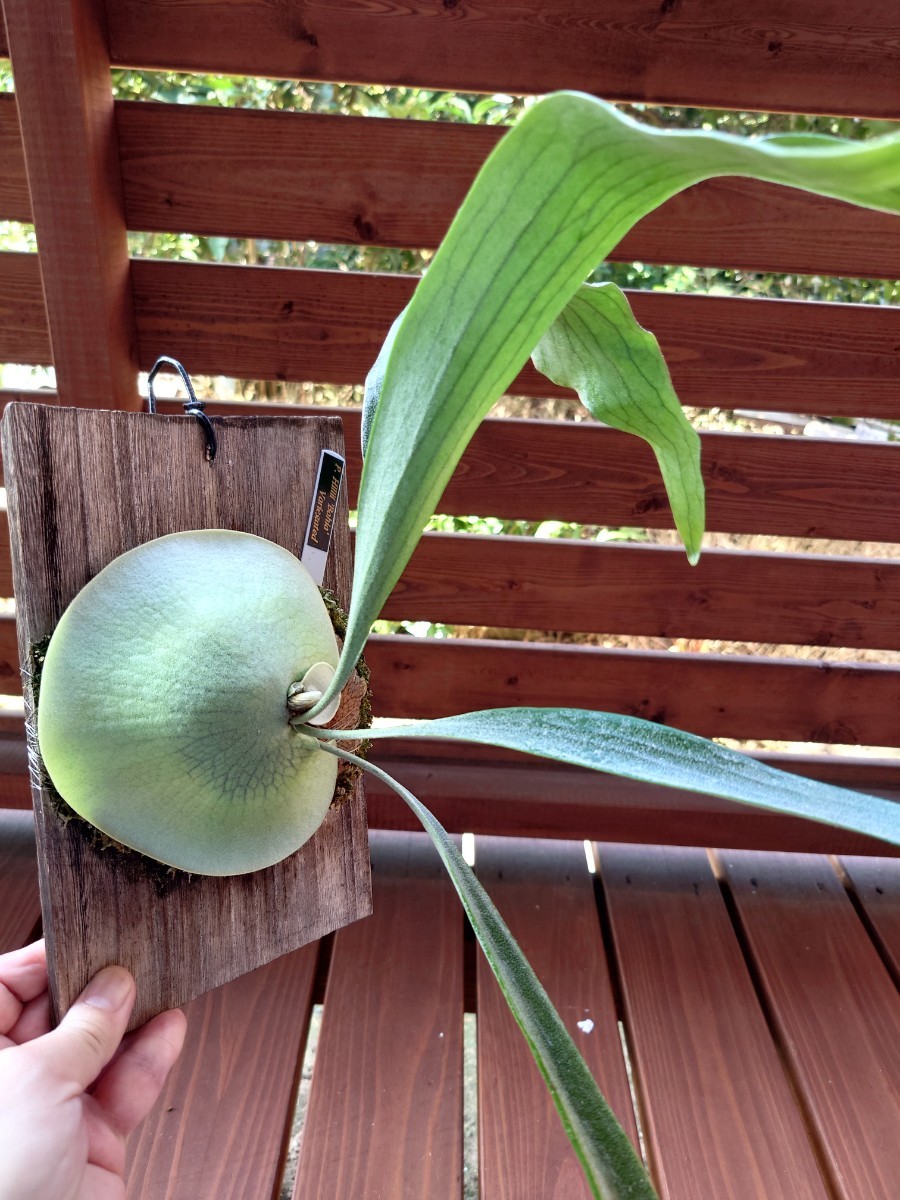 P. hillii 'Bahia' variegated ヒリー 【vandaka】ビカクシダ