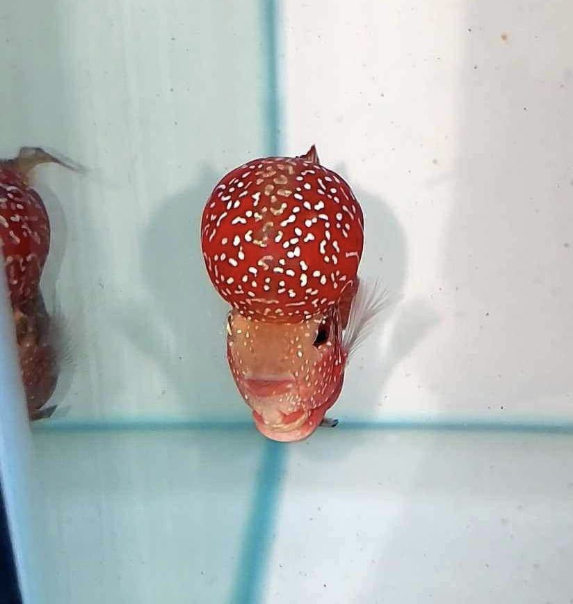 フラワーホーン　カンフー2色F3 ビックヘッド　1匹　10cm± (死着保証あり) #11