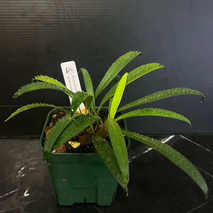 LA便】ホマロメナ Homalomena cf. hasei 【LA0622-03】(観葉植物 
