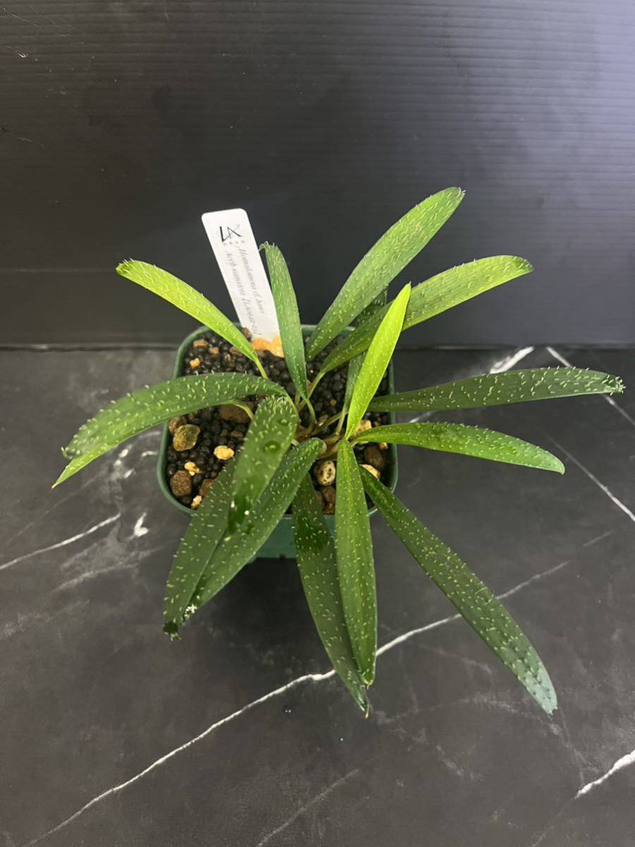 Homalomena cf. hasei LA0622-03 Homalomena cf. hasei LA0622-03