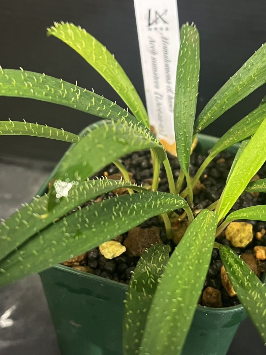 LA便】ホマロメナ Homalomena cf. hasei 【LA0622-03】(観葉植物 