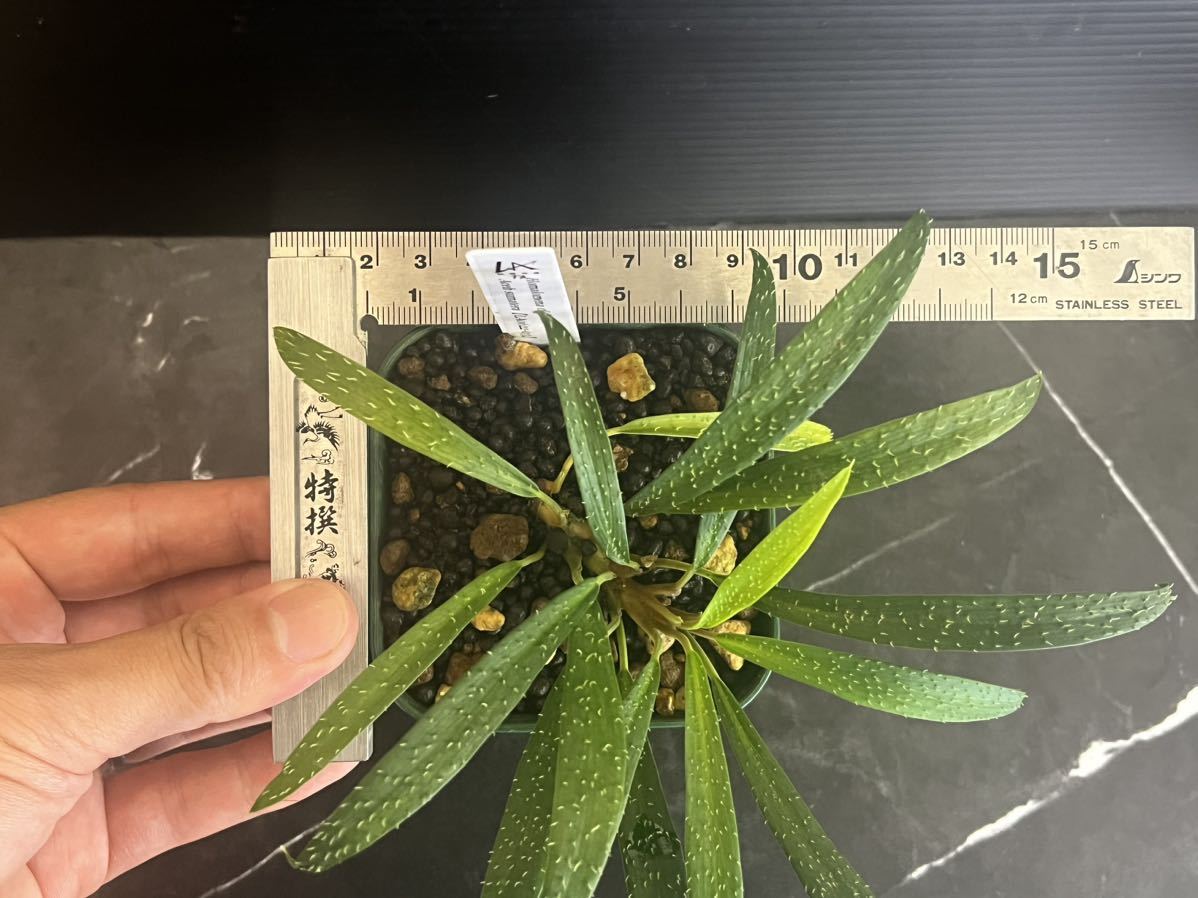 Homalomena cf. hasei LA0622-03 Homalomena cf. hasei LA0622-03